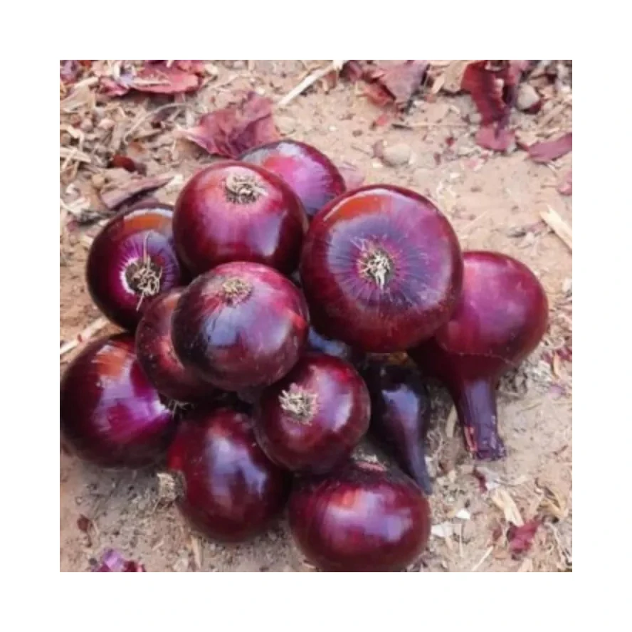 Dry Red Onion High Quality Whole Price From Coded Farms with Best