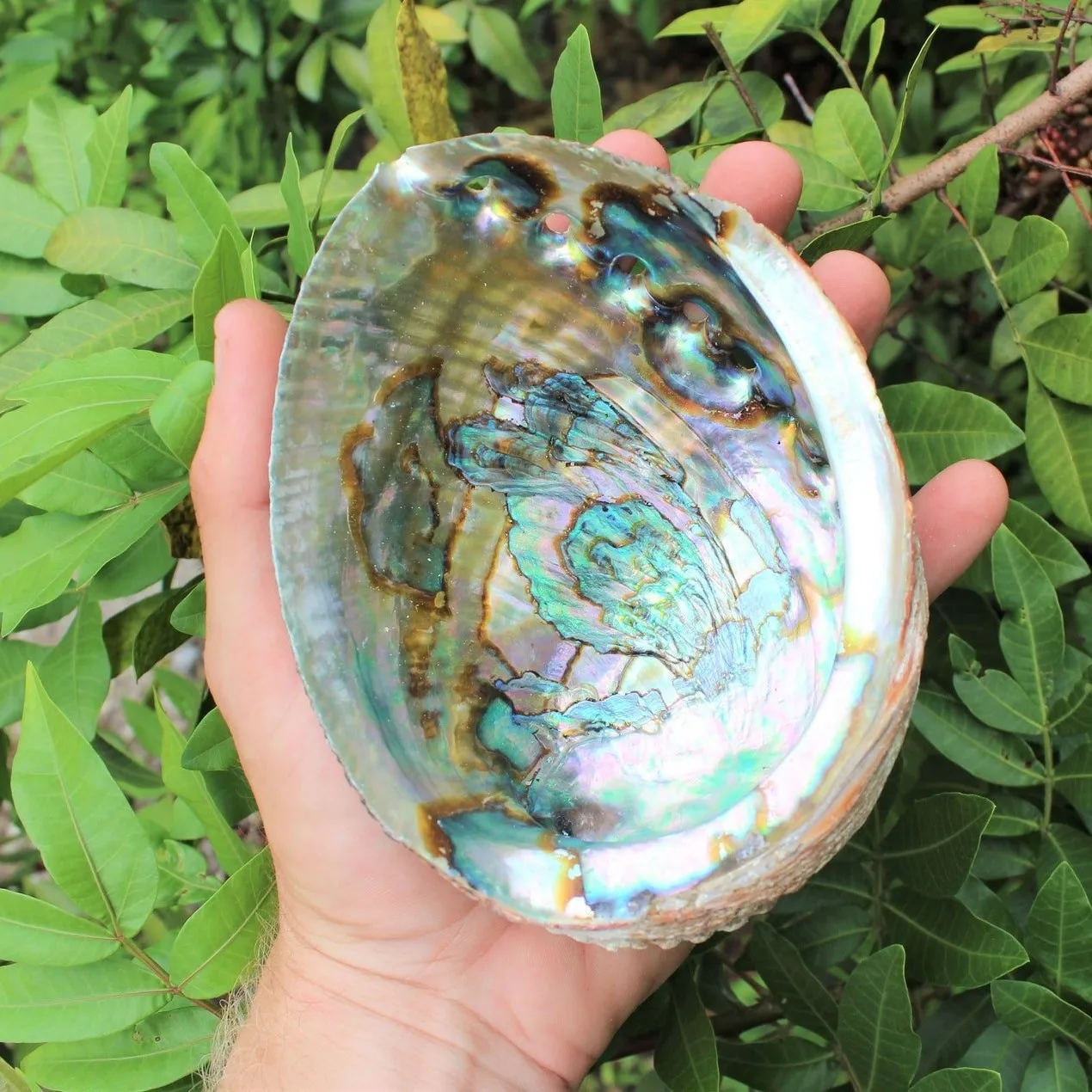 Dried Green Blue Paua Shell Natural Clean Raw Unpolished Wholesale Cheapest Price Australian Abalone Shells for Sale