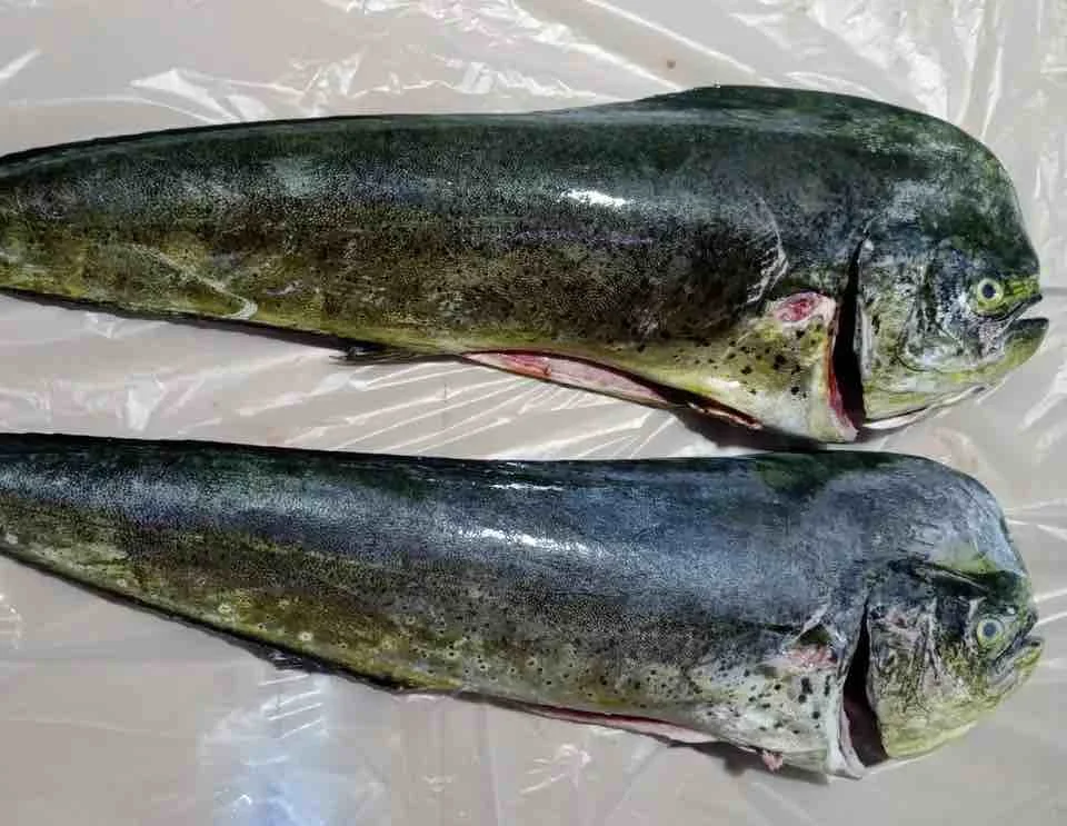 Seafood Frozen Whole Mahi Mahi Fish With Wholesale Price Best Quality