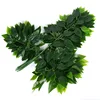 Single Stem Banyan tree branches with green stems