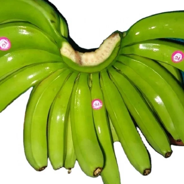 Banana Green Banana Fresh Cavendish Banana Natural Color Sweet Taste Wholesale Tropical Fruit At
