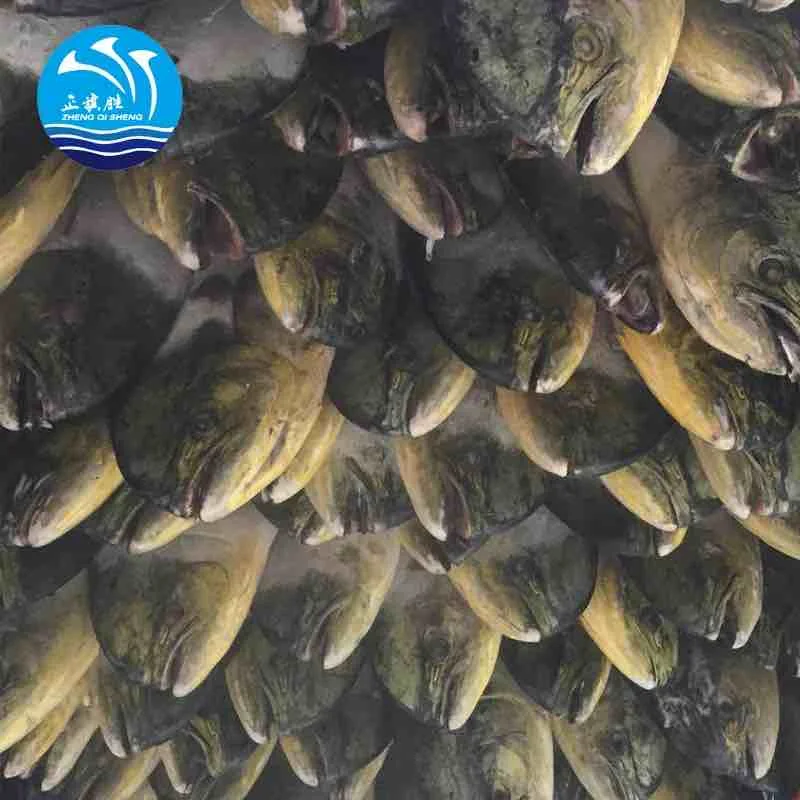 Seafood Frozen Whole Mahi Mahi Fish With Wholesale Price Best Quality