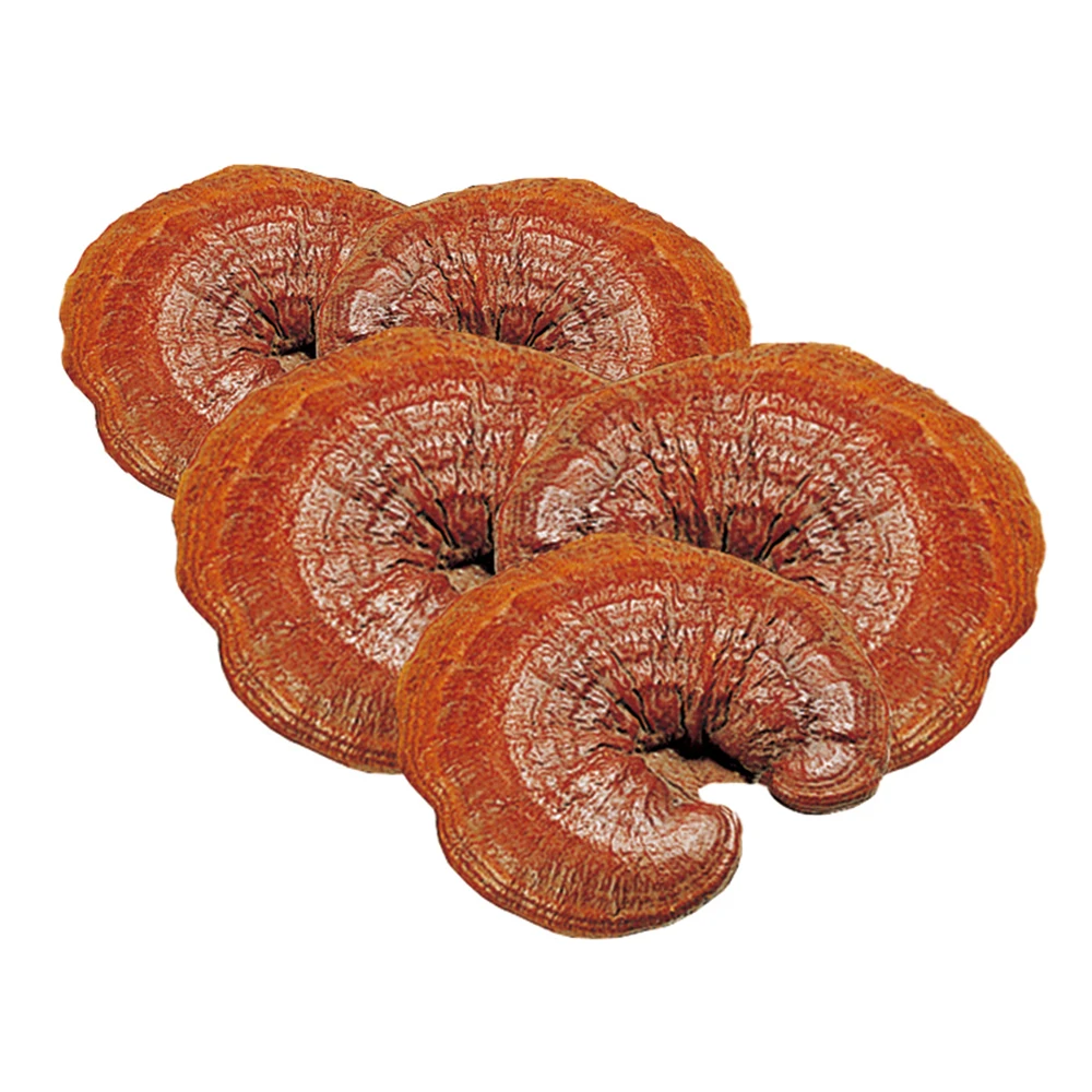 Korean Linhzhi (ganoderma Lucidum Mushroom) Extract_top Grade Health ...