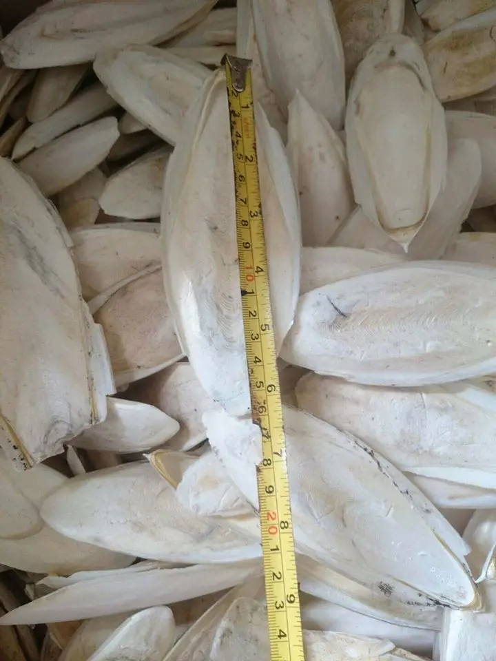 Bone Of Cuttlefish/dried Cuttlefish Bone 10 25 Cm Better Price And