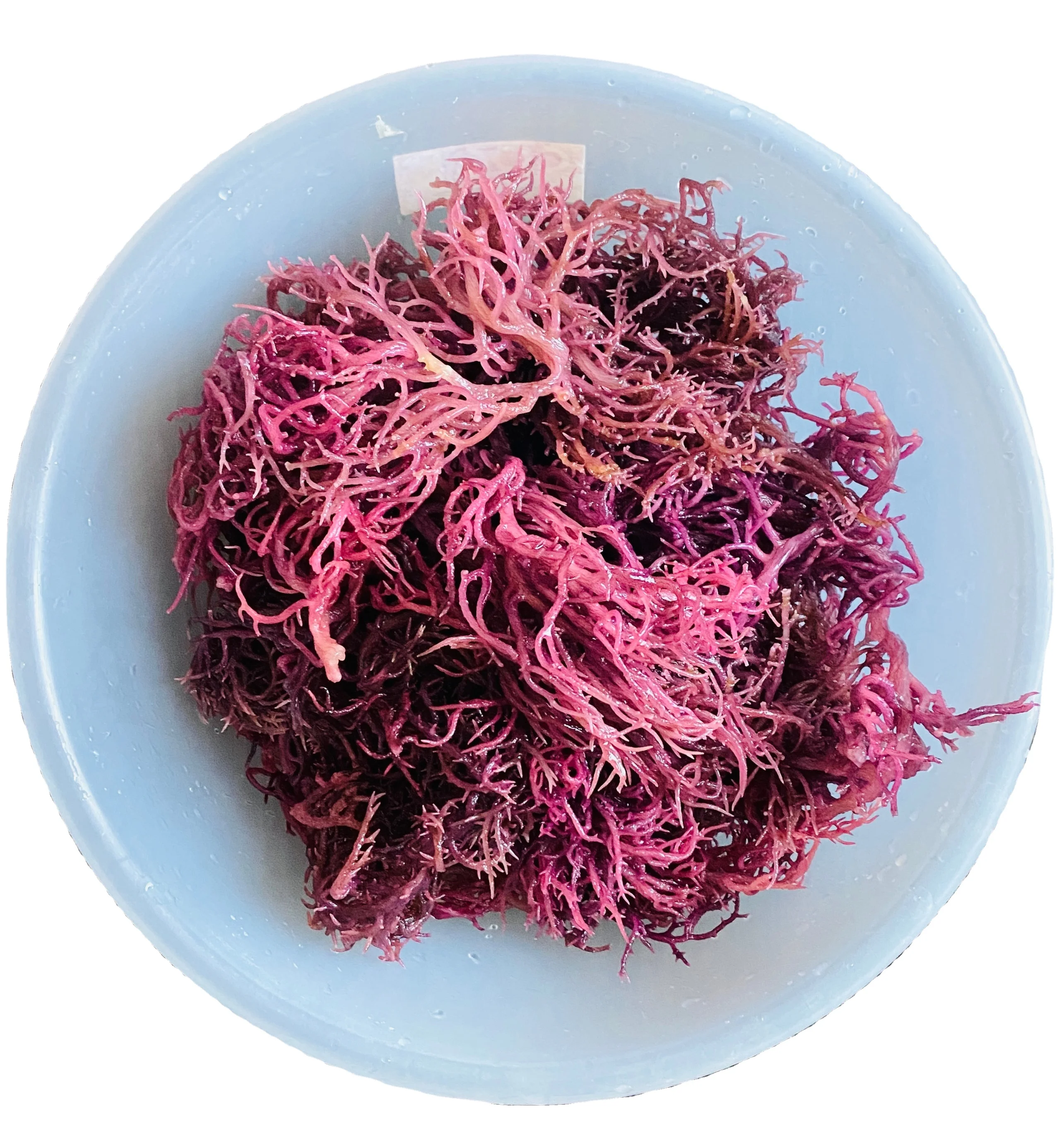 Sea Moss Produced In Vietnam Supplied In Large Quantities - Buy Gel