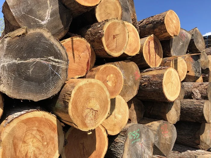 Siberian Larch Logs for Timber Framing  Larch Logs for Structural Use  Siberian Larch Logs for Custom Orders