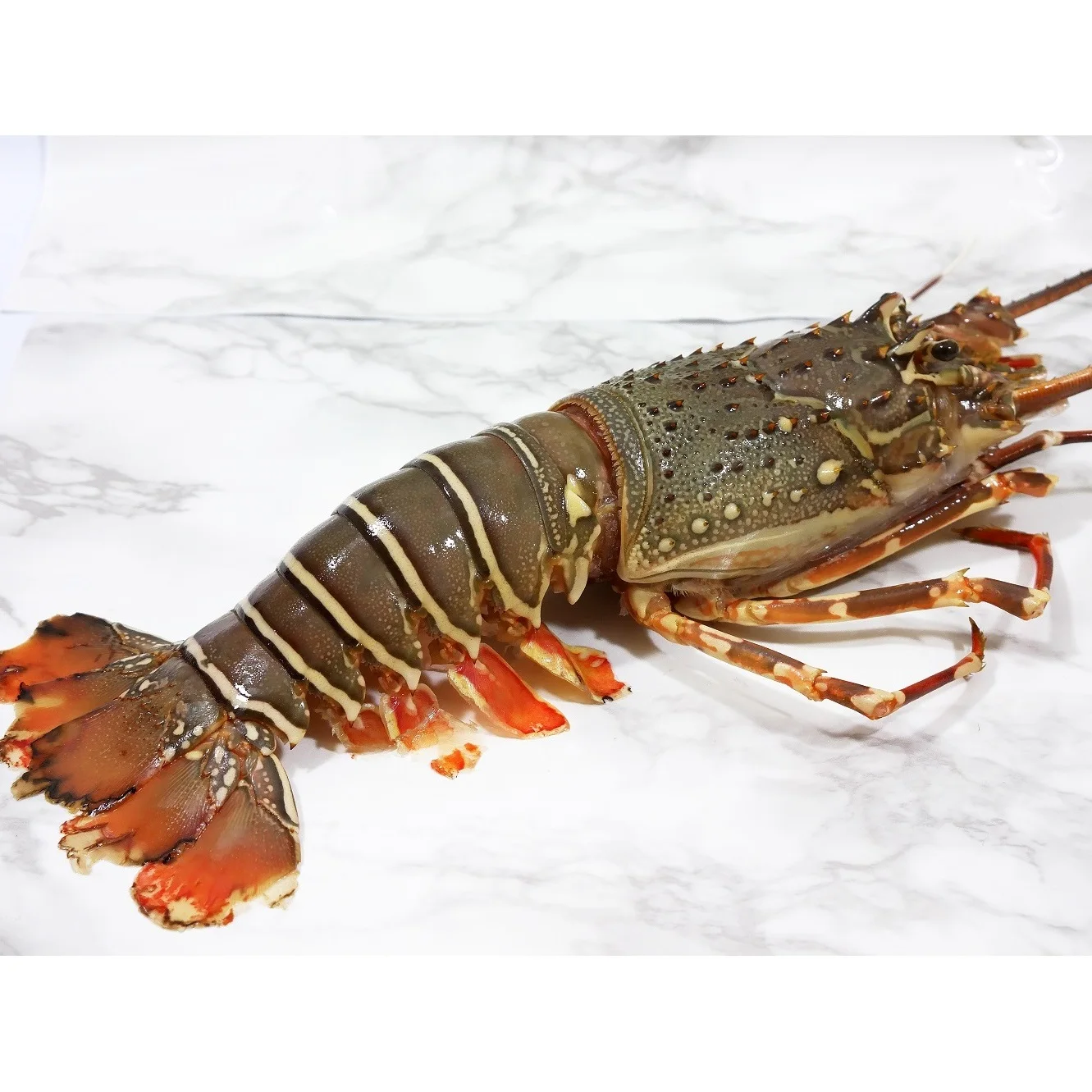 Frozen Lobsters Crawfish Lobsters,Natural Lobster Fresh Seafood Bfq ...