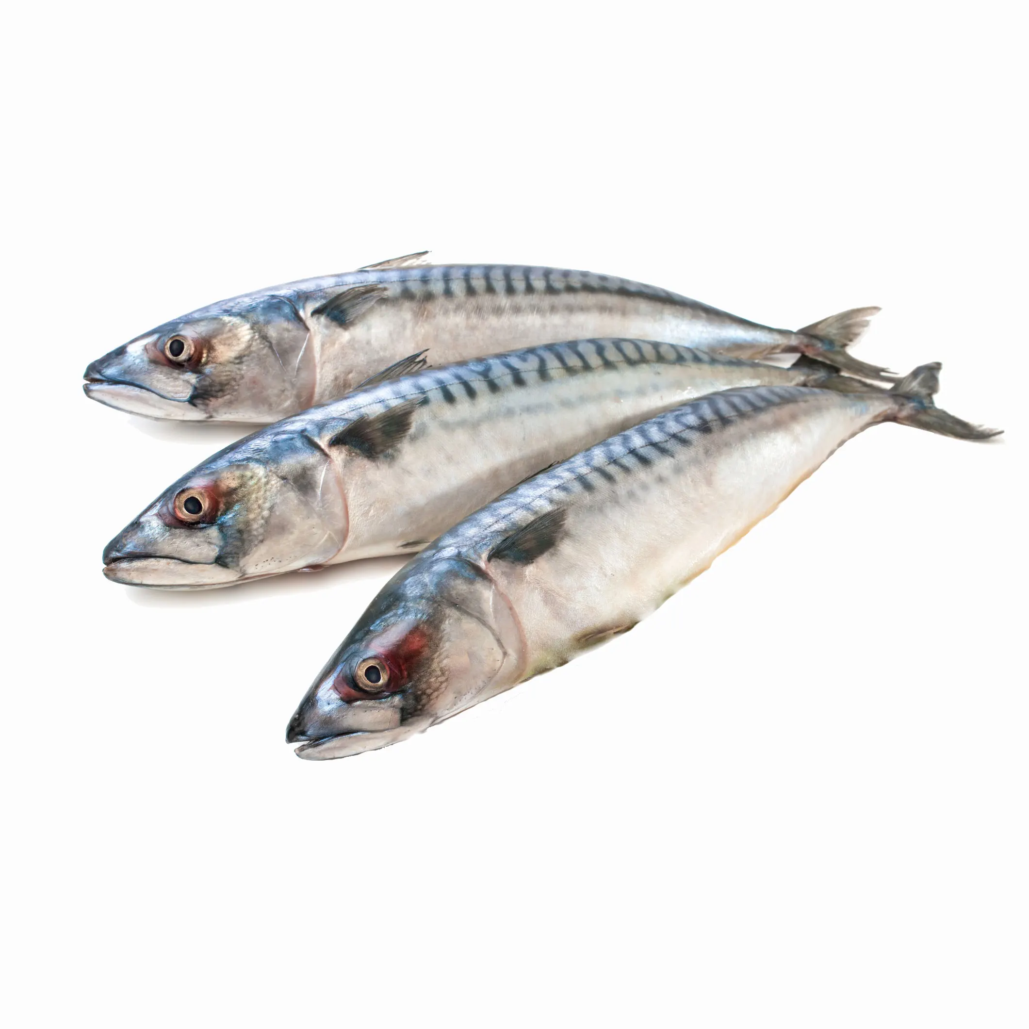 Frozen Mackerel Fish for Sale Fresh Frozen Mackerel Fish Pacific Mackerel Tuna Bait