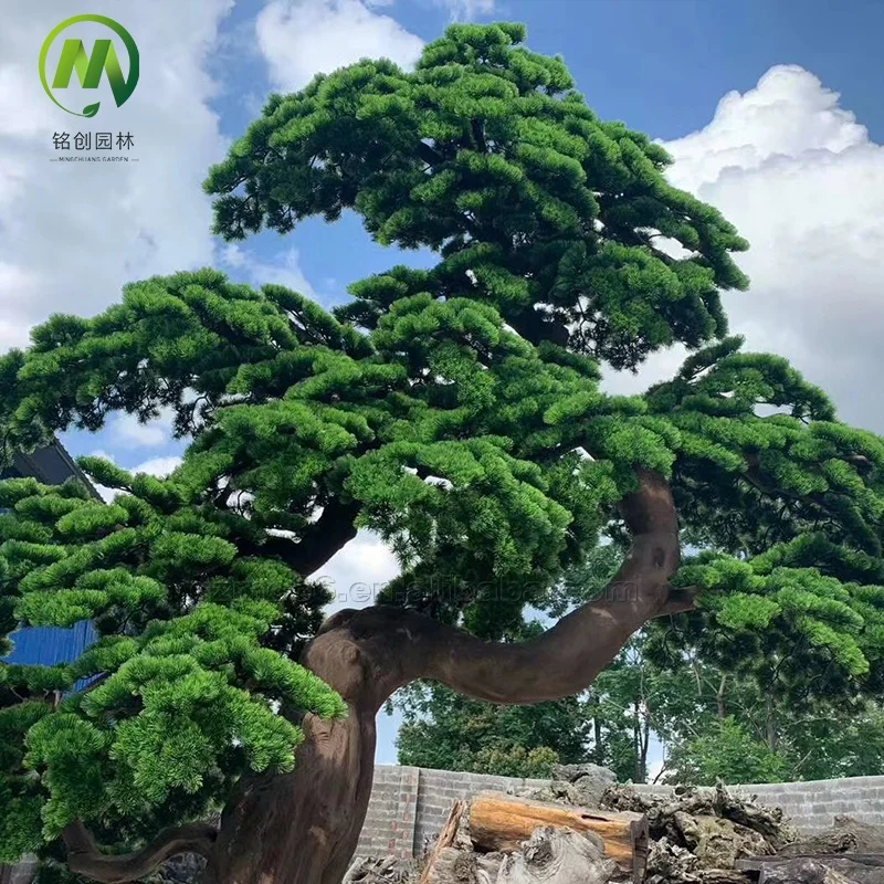 Artificial Pine Branches  Large Potted Plant Artificial Big Japanese Pine Bonsai Trees Artificial Cedar Pine  Tree for Decor