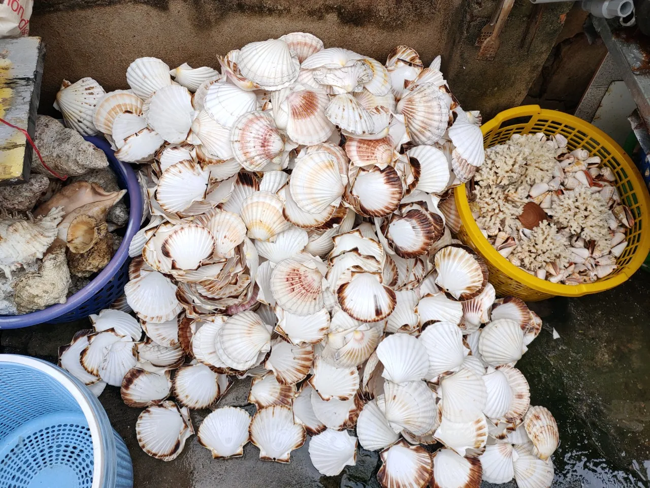 Best 2024 Vietnamese Seashell And Snail Shells Products Used As