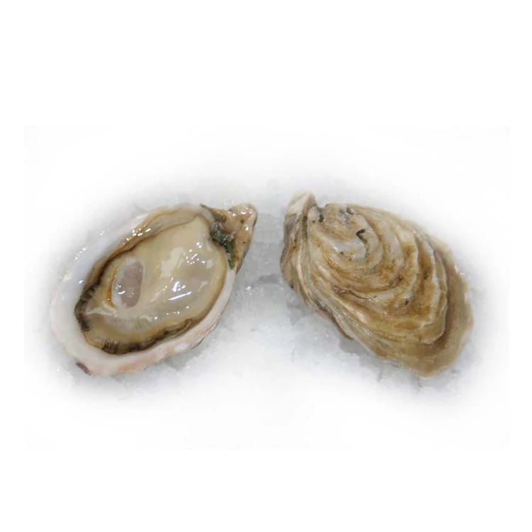 Wholesale Famous 4a Fresh Water Natural Fine Claire Oysters Farms ...