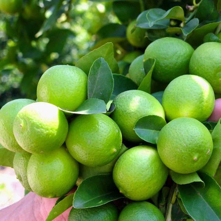 100% Natural Green Seedless Lime  Wholesale GREEN LEMON/ Citrus Fruit Fresh Lime Sour Taste Cheap Price From Vietnam