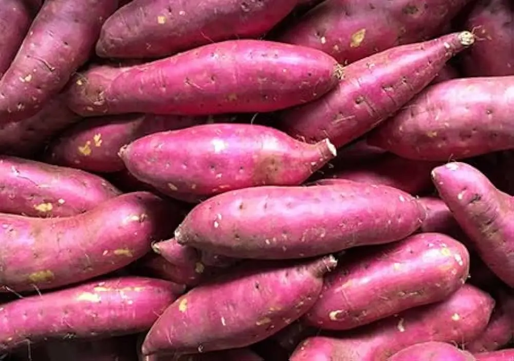 Premium Quality Organic Fresh Sweet Potatoes