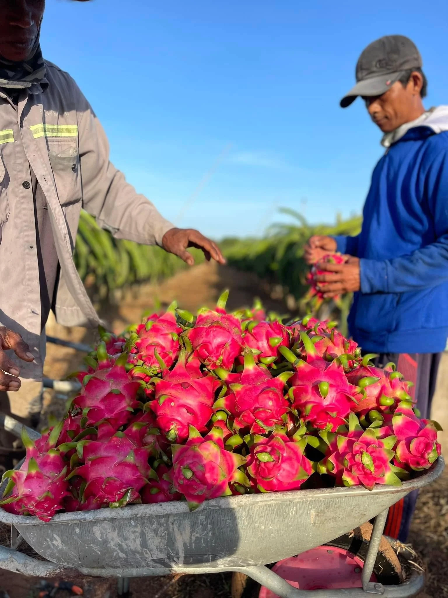 Vietnam Red Flesh Fresh Dragon Fruit Good Price Available For Export