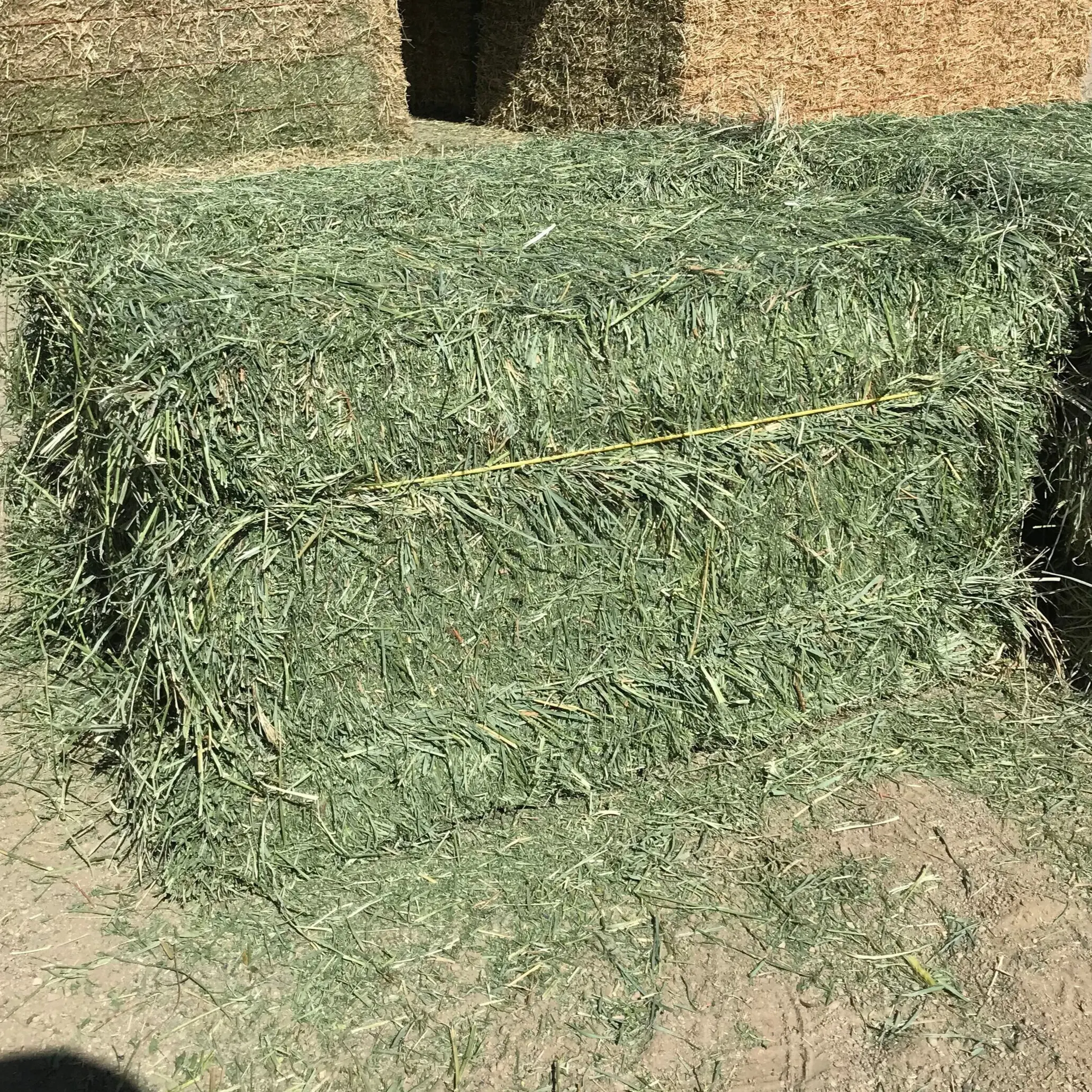 100% Pure Alfalfa Hay Timothy Hay Available - Buy Sale Alfalfa Hay For ...