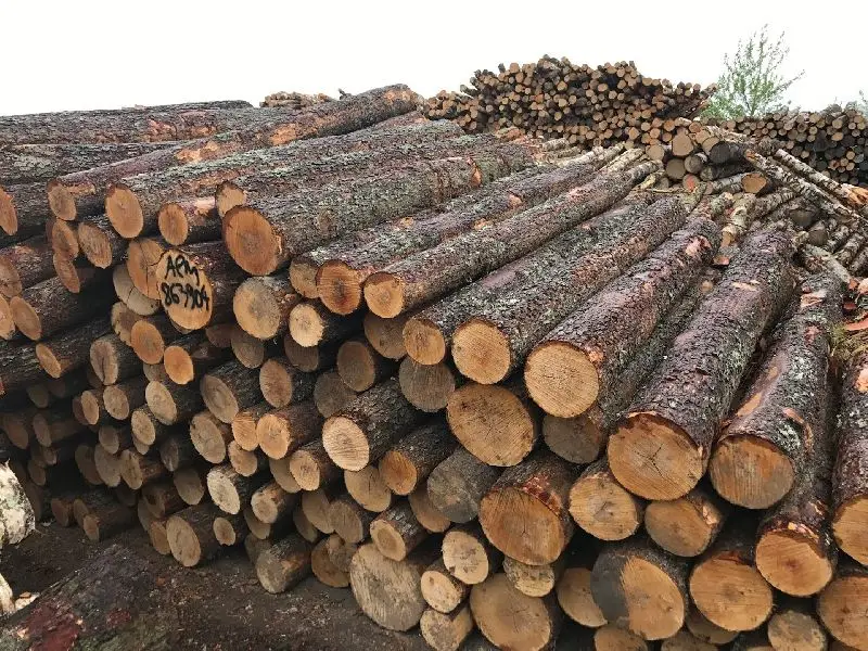 Alder Logs for Sawmills Alder Logs for Lumber Production Alder Timber Supplier