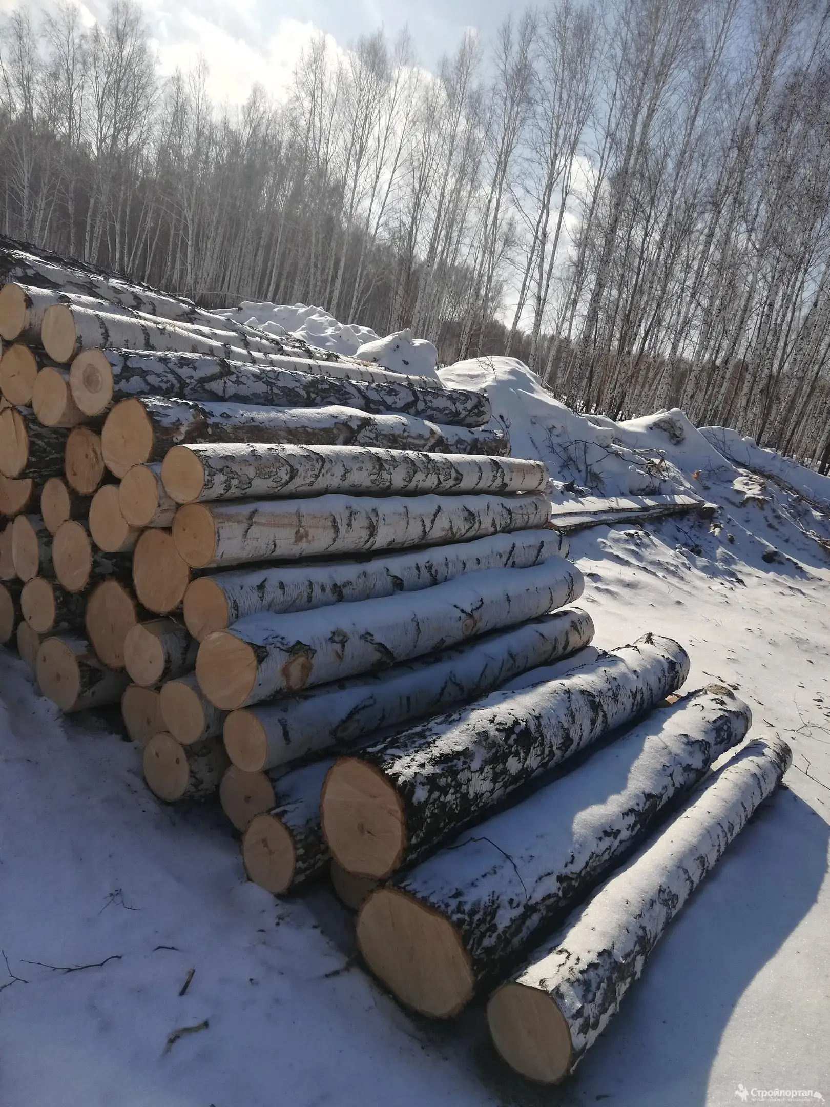 High Quality Birch Roundwood,Diameter From 16 Cm Birch Logs Timber