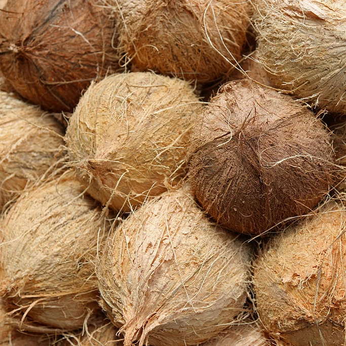 Best Grade Fresh Young Coconut / Young Semi Husk Coconut - Buy Coconut ...