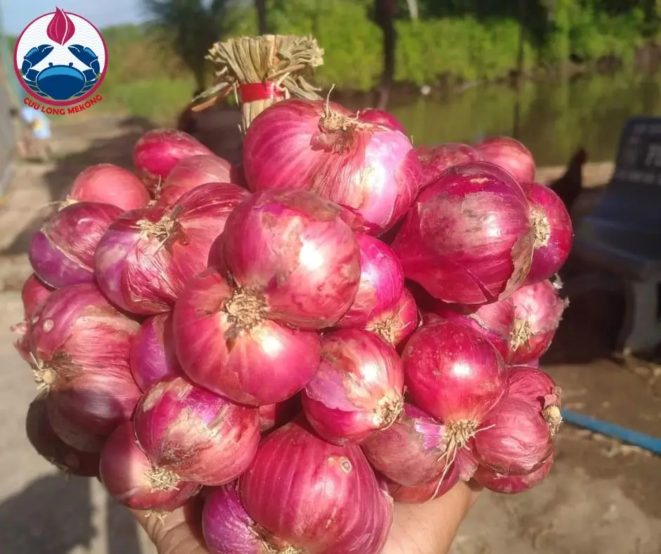 Wholesale Onion Vietnam Fresh Red Onion With Export Price Buy Onion