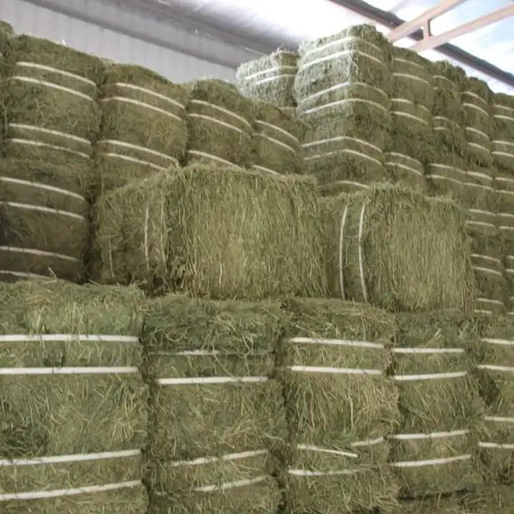 Alfafa Hay Animal Feeding Stuff Alfalfa,Alfalfa Hay Pellets /timothy Hay/ Alfafa In Bales Buy