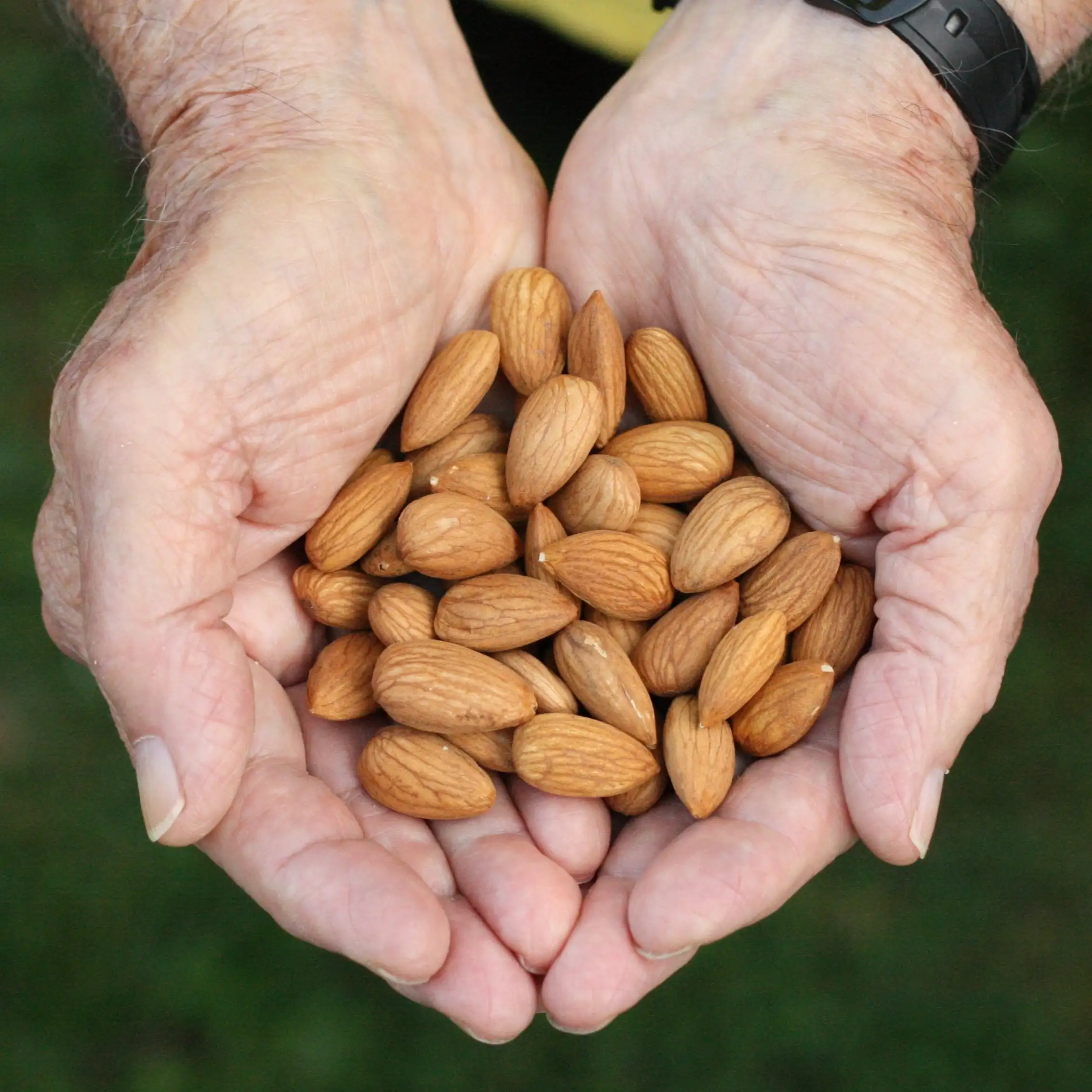 Buy Fresh Baked Dried Almonds Nuts Direct Producer Wholesale Food Available Worldwide Shipping