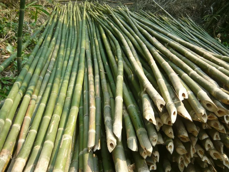 Vietnam Bamboo Poles Cane For Garden Cheap Price Natural Bamboo Poles