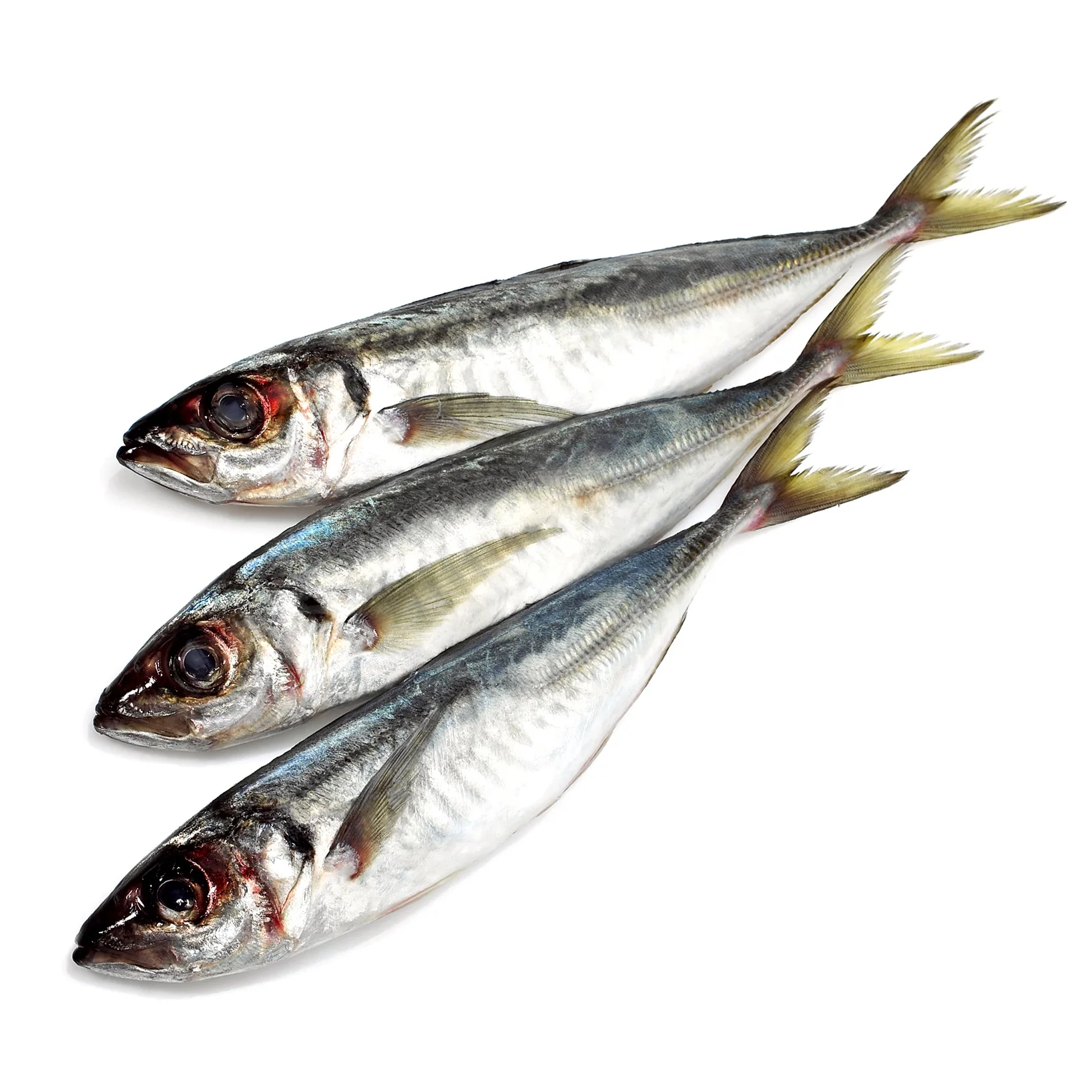 Premium Quality Frozen Mackerel Fish Fillet Norwegian Buy Online