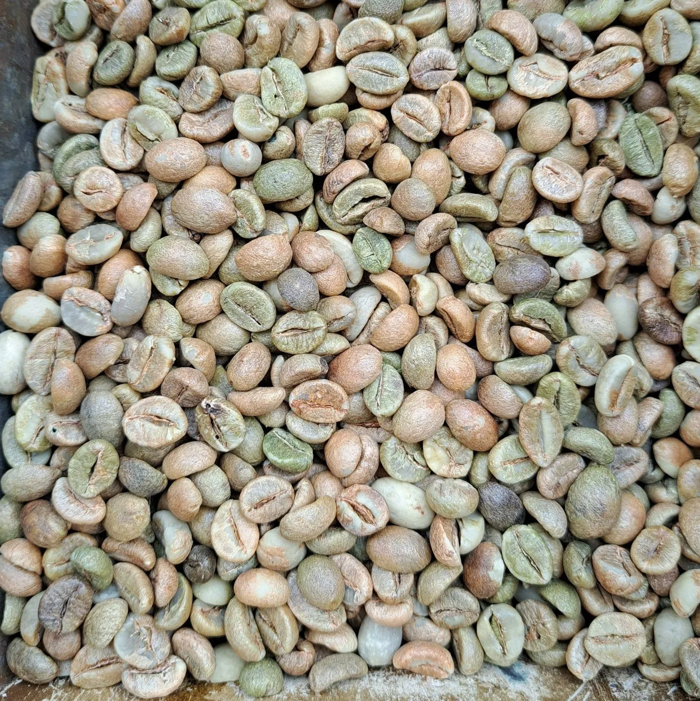 Robusta Coffee Beans 18 обжаренные кофейные бобы Vietnam дешевые оптом для