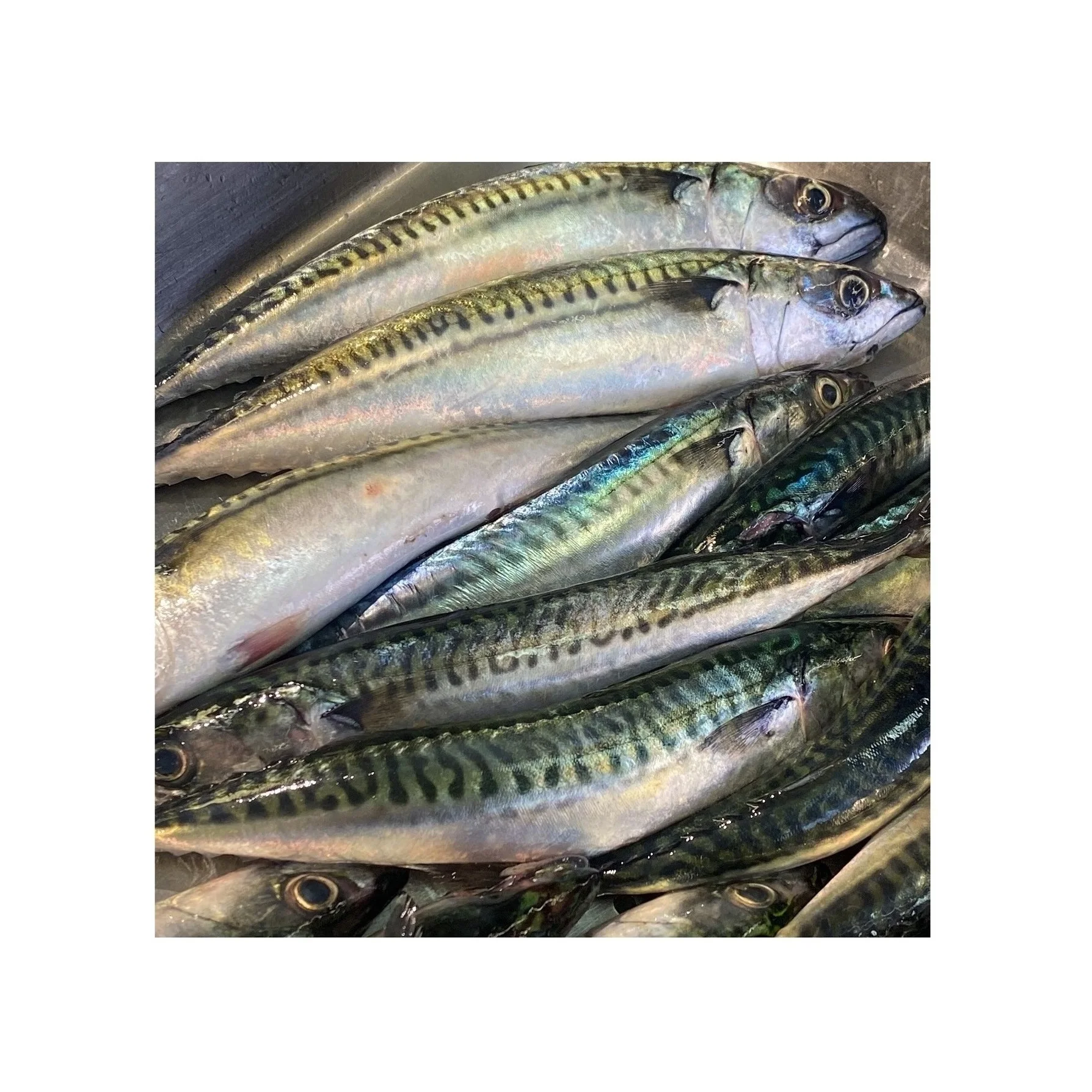 High Quality Frozen Atlantic Mackerel Fish Wr Available For Sale At Low Price Buy High Quality