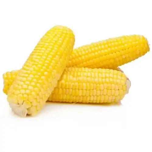 New Crop Dried Glutinous Yellow Corn Maize for Human and Animal Feed Including Poultry Feed