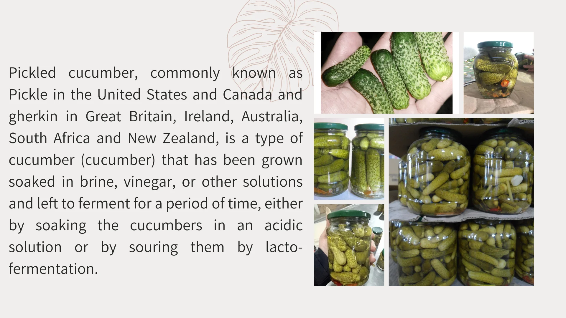 Cucumber Pickled Gherkin At A Special Price To Be Used As A Favorite