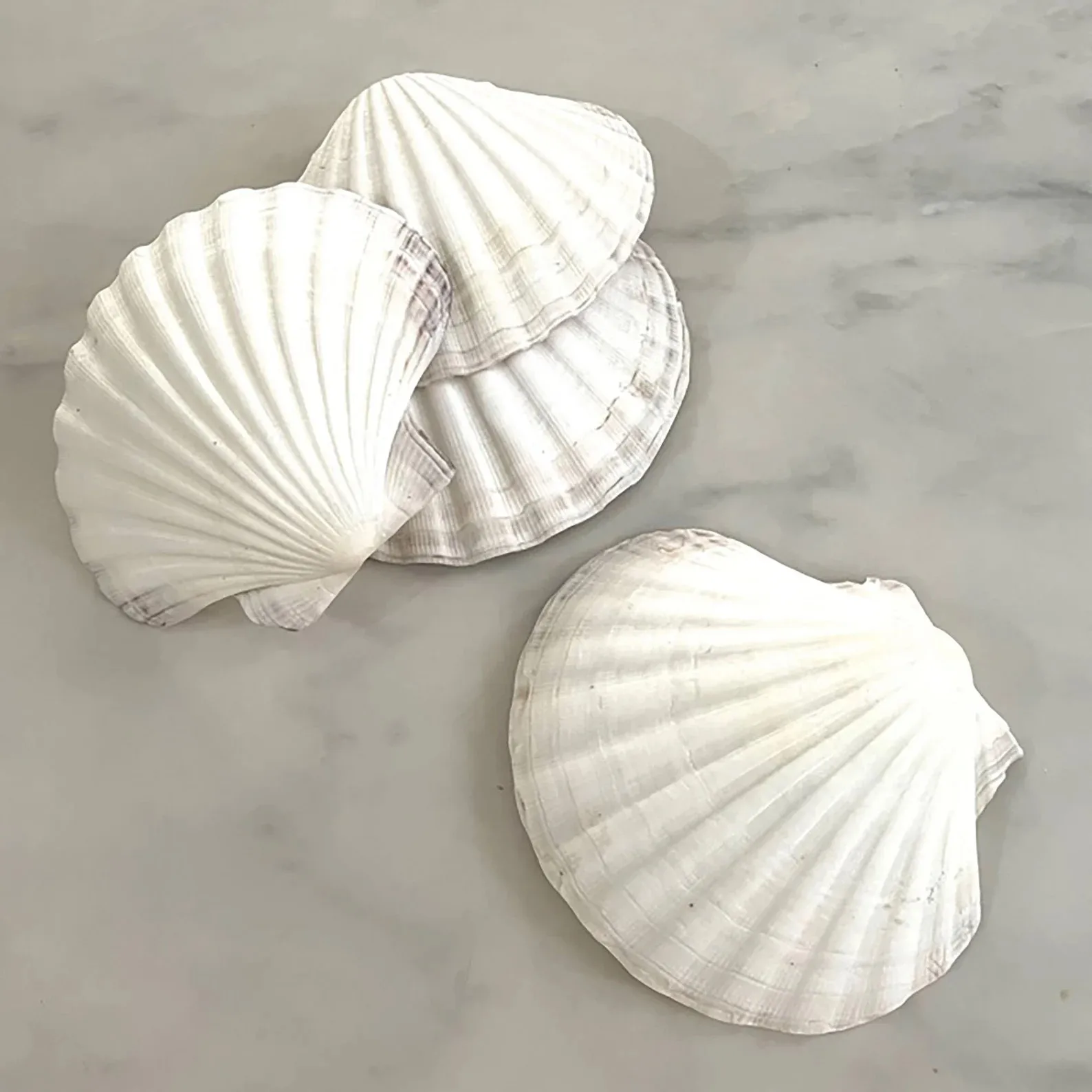 Empty Raw Sea Scallops Natural Scallop Shells Wholesale Bulk Quantity ...