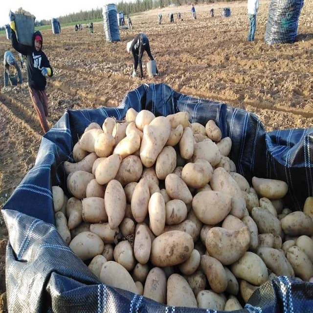 egyptian-potatoes-1200.jpg