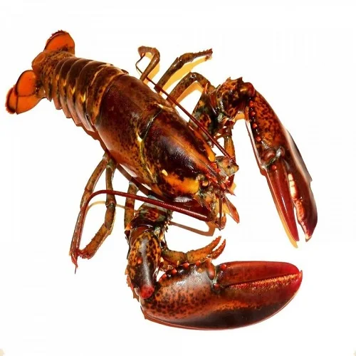 Frozen Fresh Live Lobster - Green Lobster -jumbo Size Lobster - Buy ...