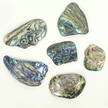 Paua shells abalone organic in High Quality