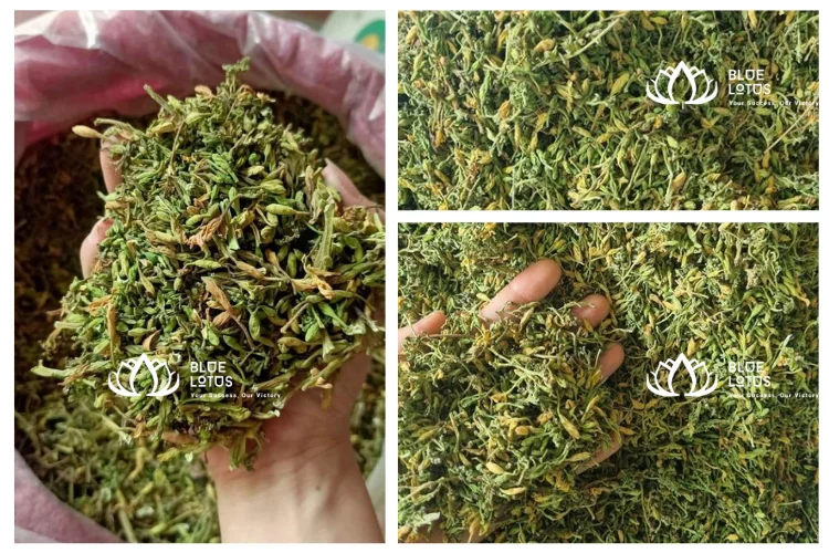 Pickled Fresh Male Papaya Flowers Male Dried Papaya Flowers Papaya