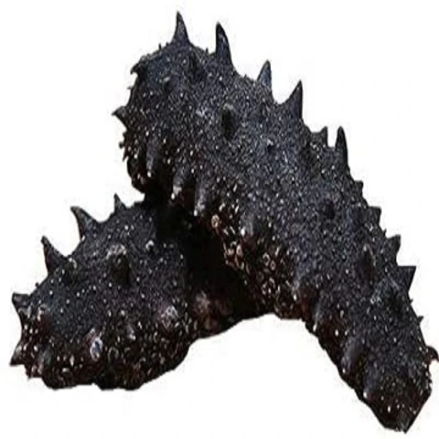 Dried Sea Cucumber/ Fresh Sea Cucumber Bulk Supply Buy Dried Sea