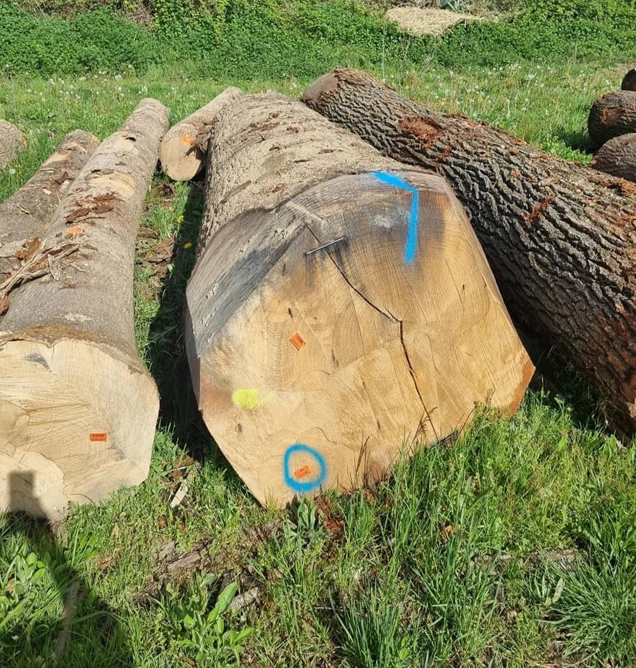 Eucalyptus Wood Log Timber Logs,Pine Wood Timber,Pine Wood Logs Timber