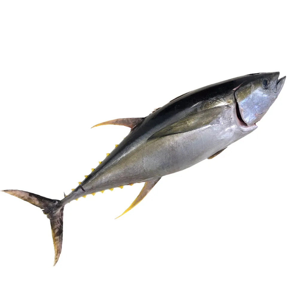 Iqf Fillet Yellowfin Tuna Ground Meat Co Seafood Fish Frozen Yellowfin Tuna Buy Price Frozen