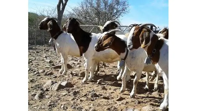 Boer Goats / Saanen Goats / Anglo-nubian Goats - Buy Alive Boer Goats ...