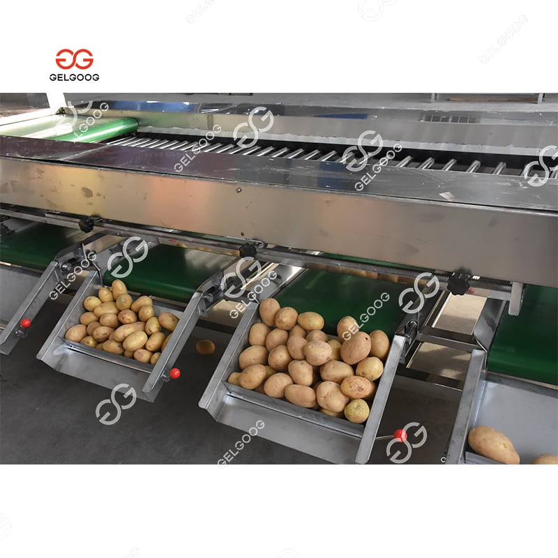 Gelgoog Automatic Chestnut Sweet Potato Sorting Machine Price Electric Potato Calibrator Sorter