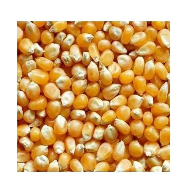 High Quality Organic Yellow Maize and Corn Grain GMO-Free Fresh Dried and Frozen for Animal Nutrition Sweet Corn Guaranteed