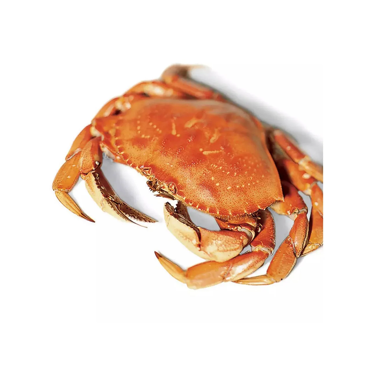 Fresh Frozen And Live Mud Crabs Red King Crabs Soft Shell - Buy Frozen ...