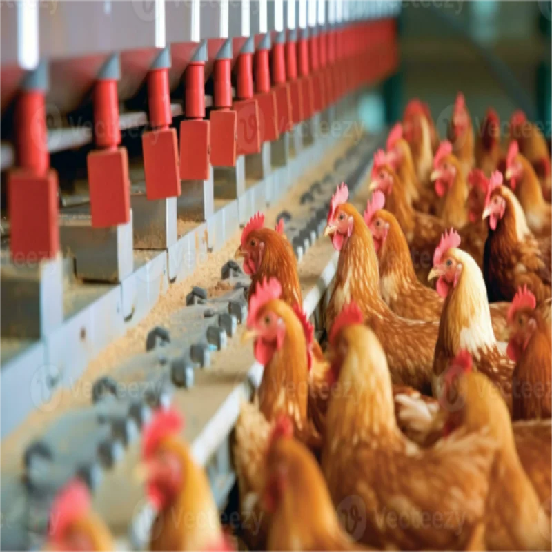 Теплоизоляционная воздушная конвекция птицеводство сарай для животных стальная конструкция здания дома куриц