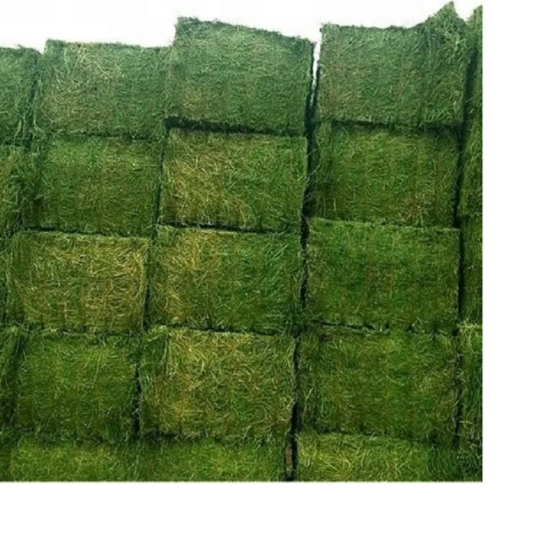 Alfalfa Hay Special Prices Only For Gulf Region And Arab Countries