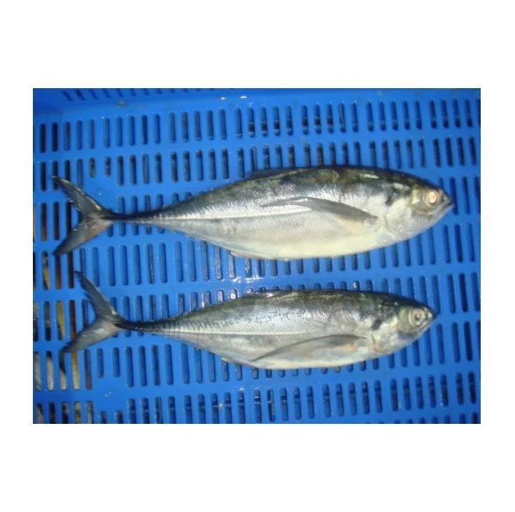 Premium Frozen Mackerel Fish Bulk Hot Sale Seafood Frozen Whole Round Pacific Fish Mackerel For