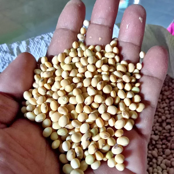High Protein Soybeans Meal For Sale At Lower Price Soya Bean Meal For
