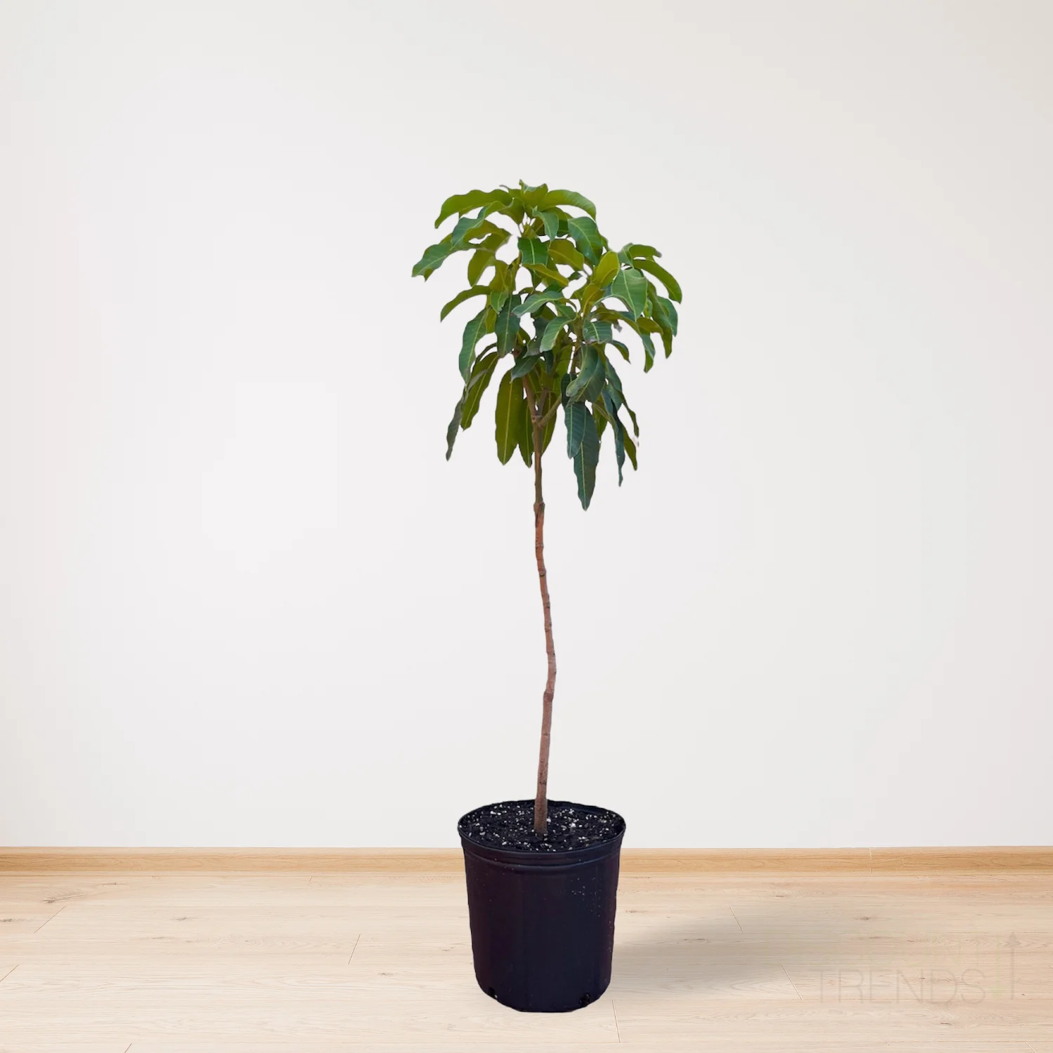 Live Mango Tree Premium Tropical Palmer Mango Fruit Plant,High Yield