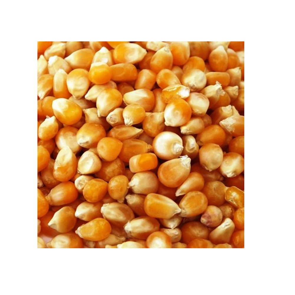 2024 Non GMO Yellow Corn Maize for Human and Animal Feed Grade Consumption Top Selling Good Quality