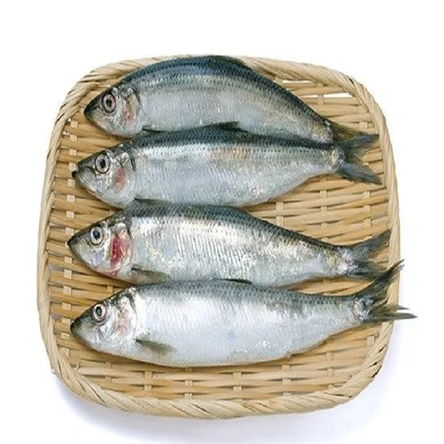 High Quality Horse Horse Mackerel Fish Frozen / Hotsale Fresh
